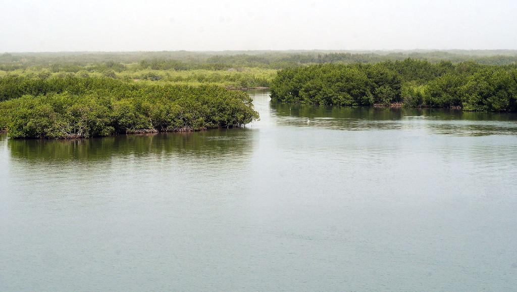 Bolong, mangrove