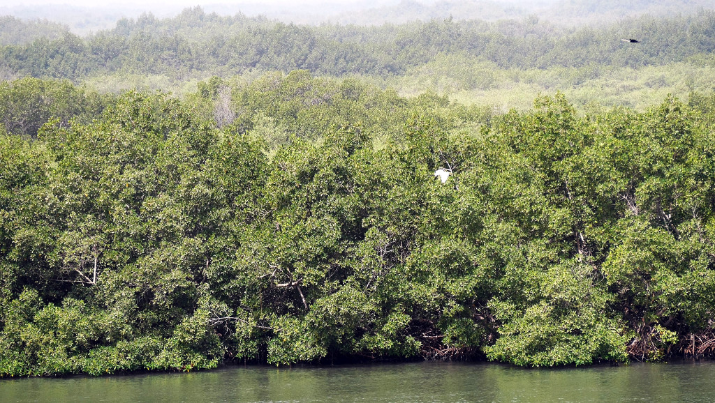 Mangrove et oiseau