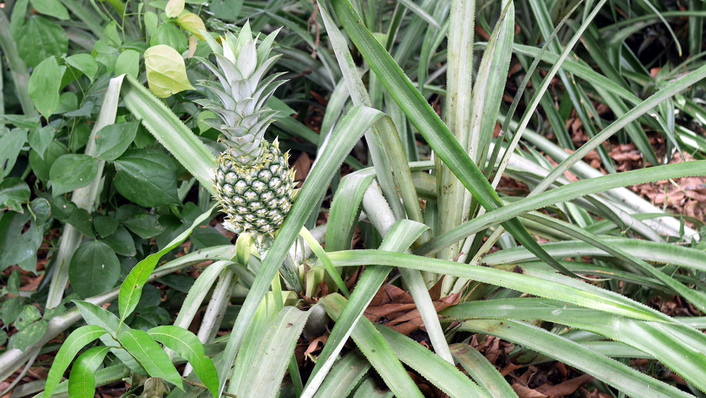 Ananas, Jacqueville